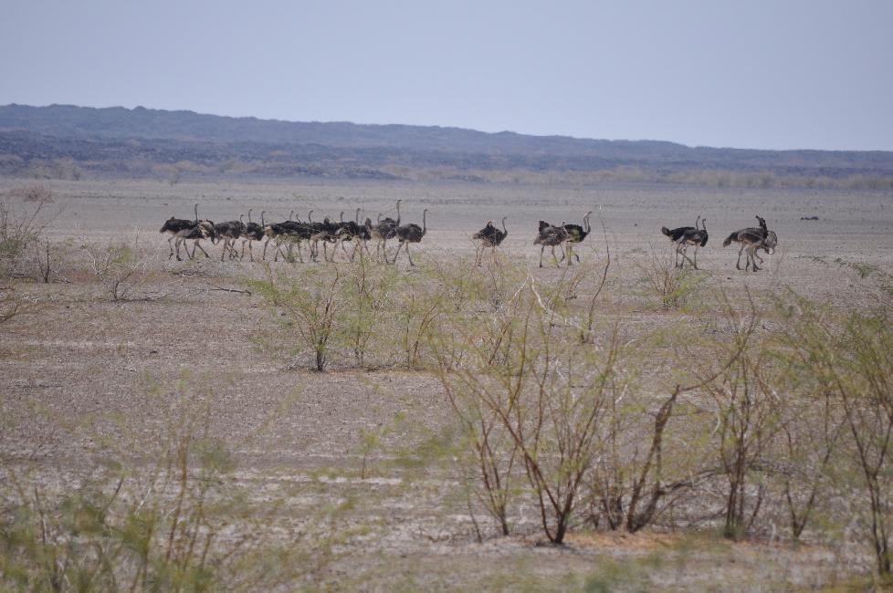 Troupeau d'autruches, au bord de la route d'Awash
