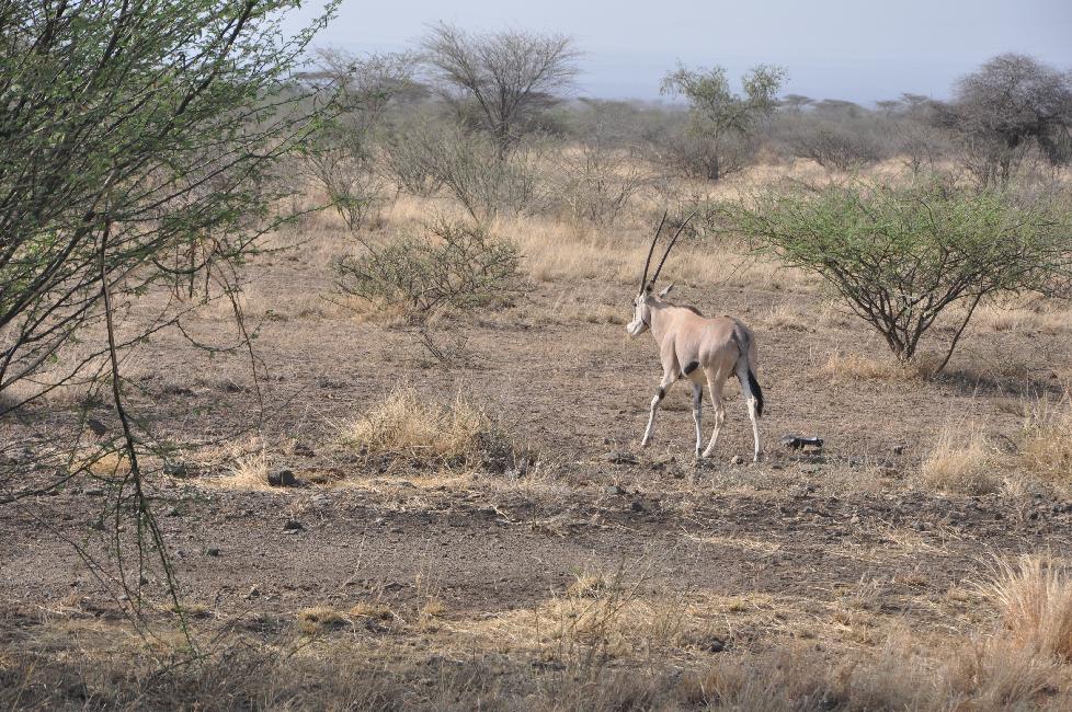 Oryx, au bord de la route d'Awash