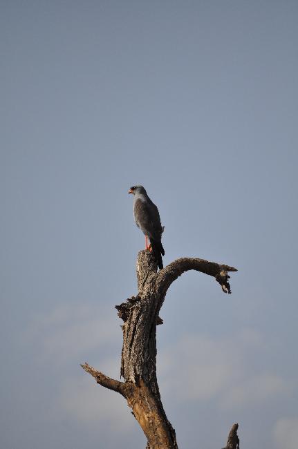 Autour, dans le parc d'Awash