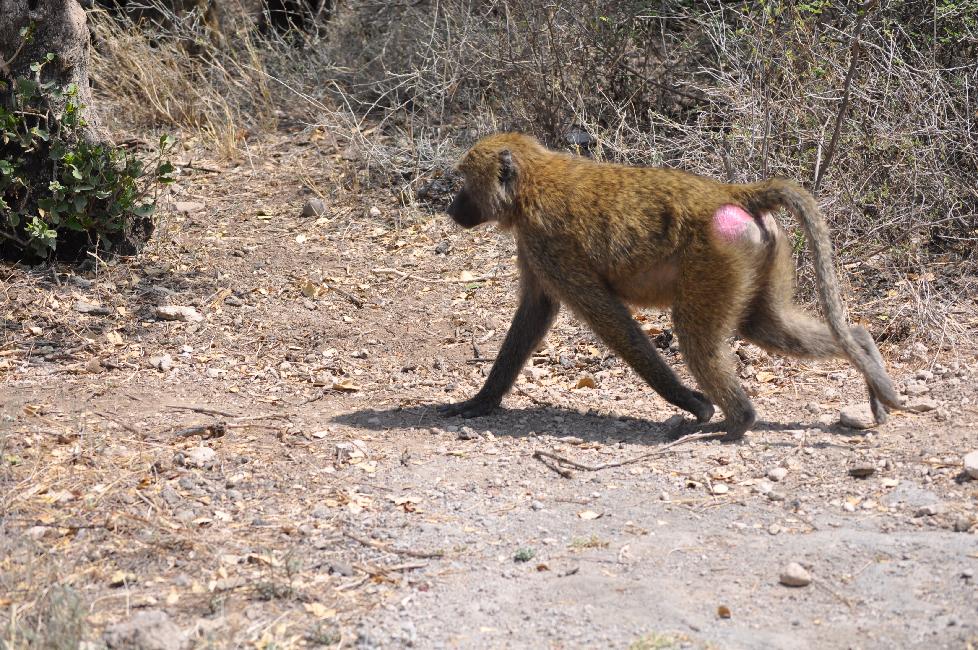 Babouin, dans le parc d'Awash