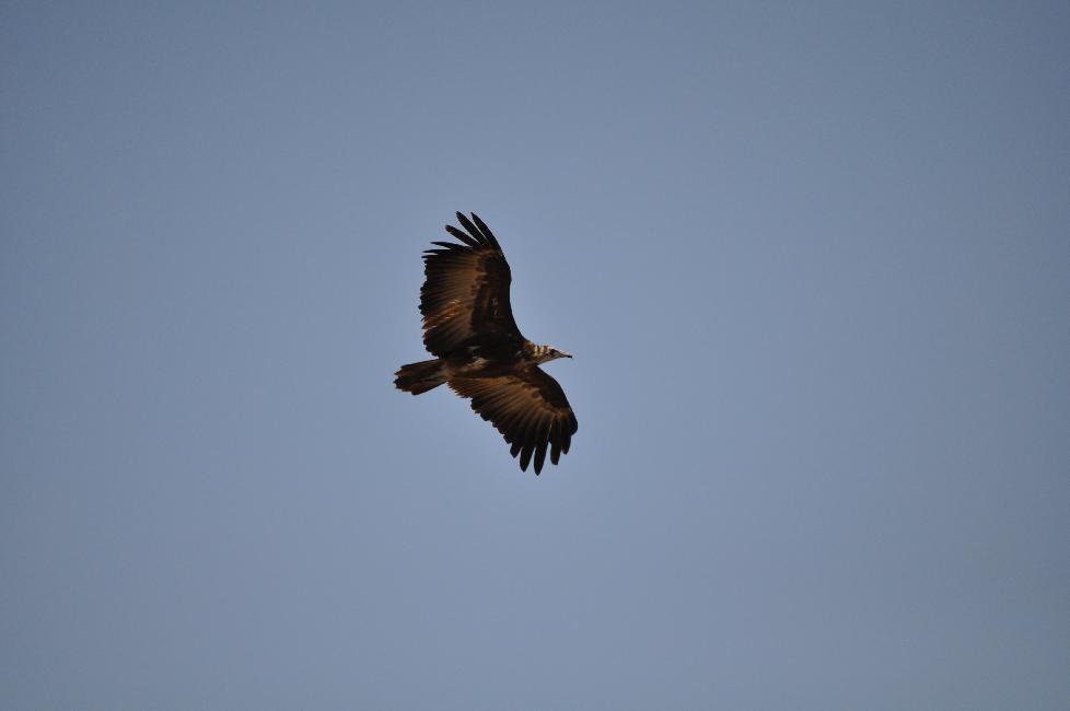 Vautour, au bord de la route d'Awash