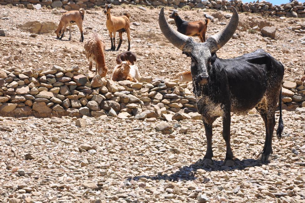 Route d'Atsbi ; vache