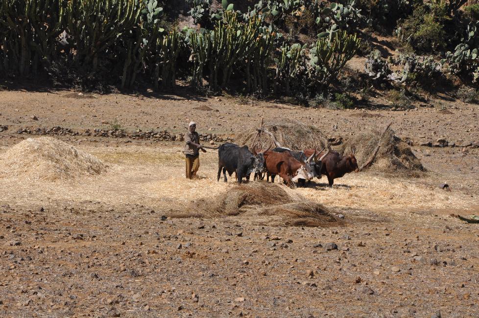 Foulage du blé, à proximité d'Atsbi