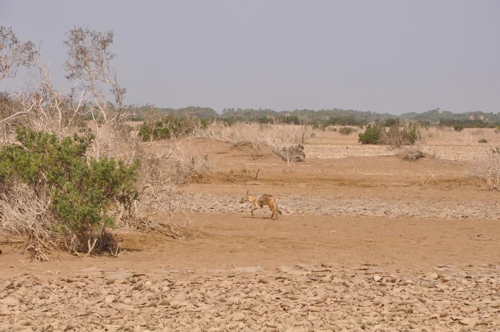 Nous dérangeons un chacal
