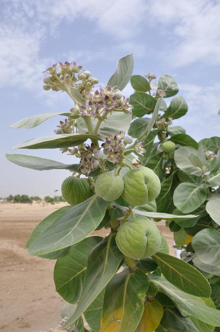 Flore du désert du Danakil