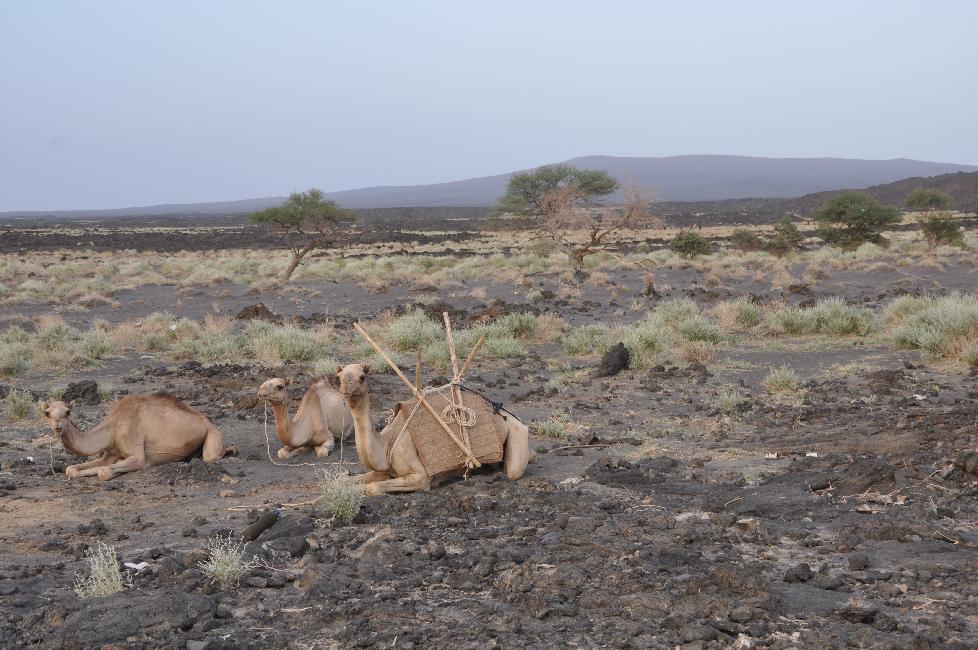 L'Erta Ale, depuis le départ de la montée à pied