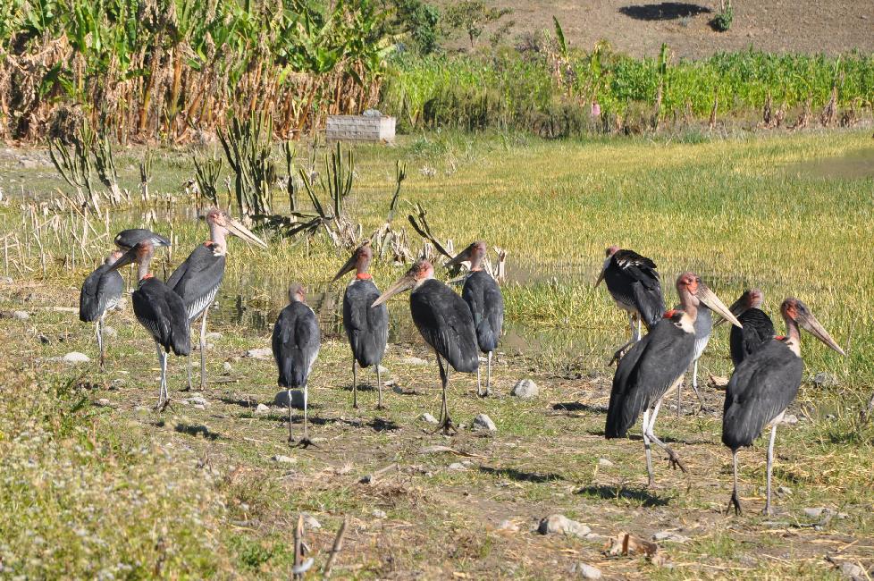 Route de Kombolcha à Mekele ; marabouts au lac Aschenge