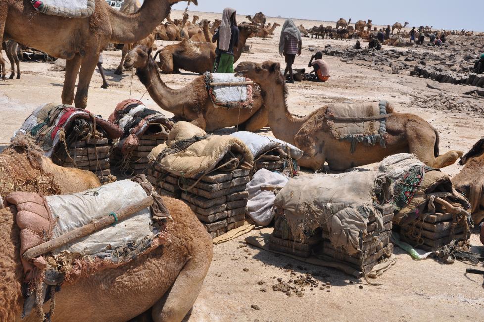 Lac de Karoum ; dromadaires en attente de chargement