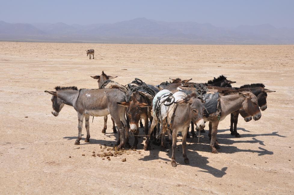 Lac de Karoum ; ânes en attente de chargement