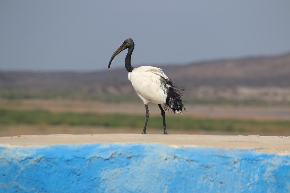 Ibis sacré du Nil