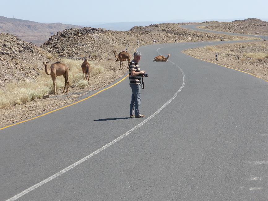 Dromadaires se reposant sur la route