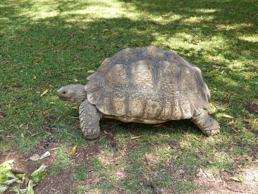 Dans les jardins du musée, une impressionnante pensionnaire