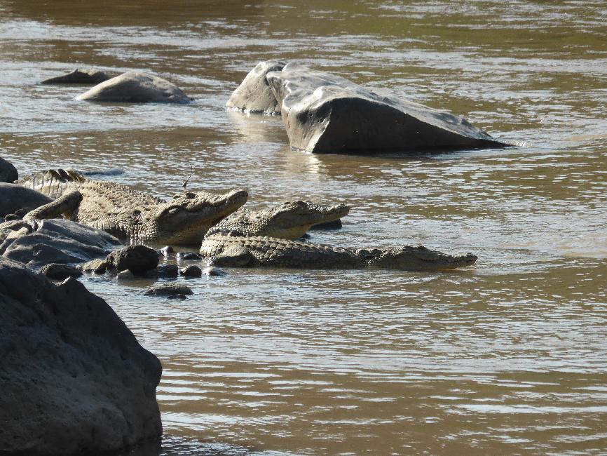 Rencontre avec les crocodiles