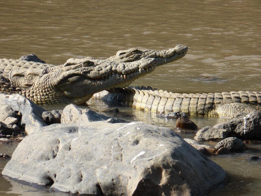 Rencontre avec les crocodiles