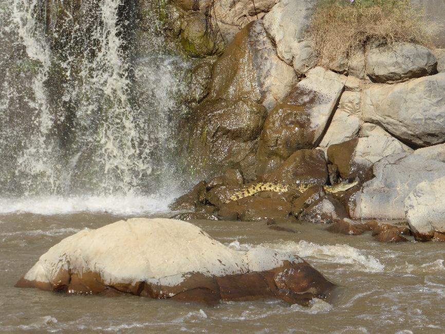 Rencontre avec les crocodiles