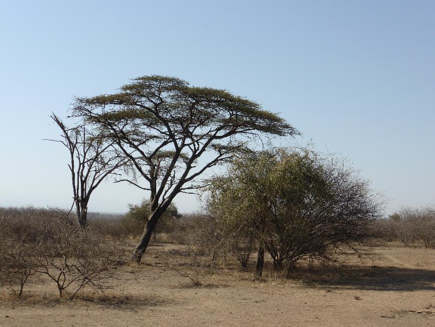 Savane, dans le parc Awash