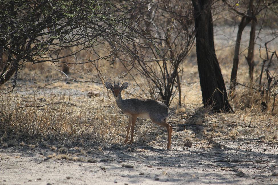 Dik-dik