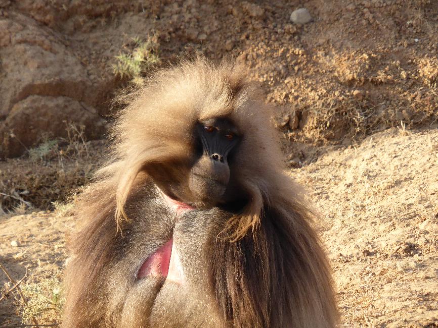Le parc national du Simien