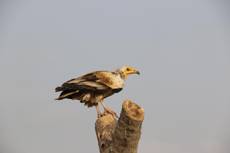 Rapace à identifier