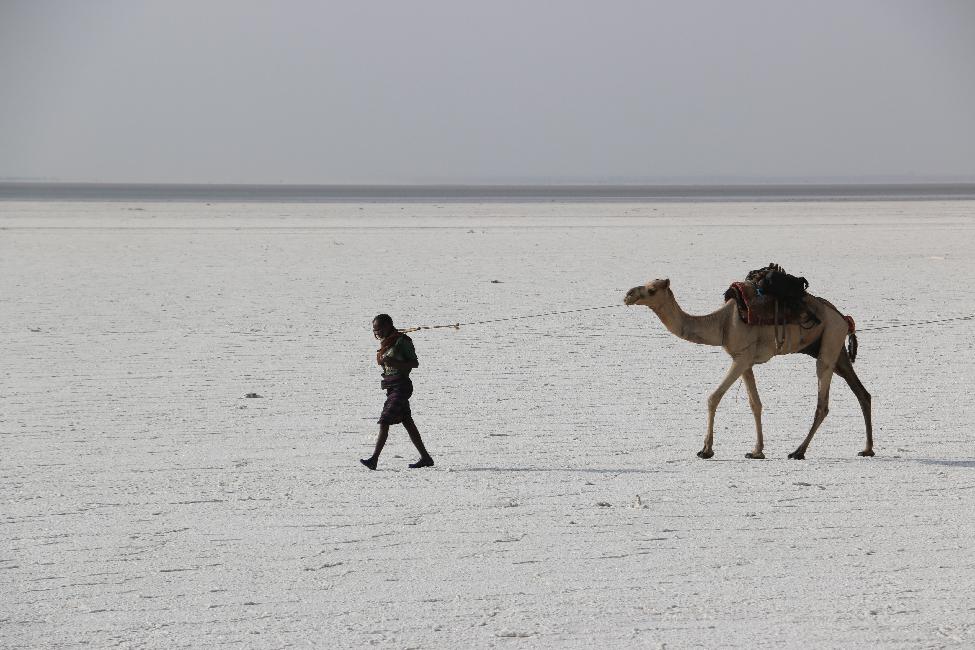 Caravane de dromadaires et d'ânes, allant chercher le sel extrait