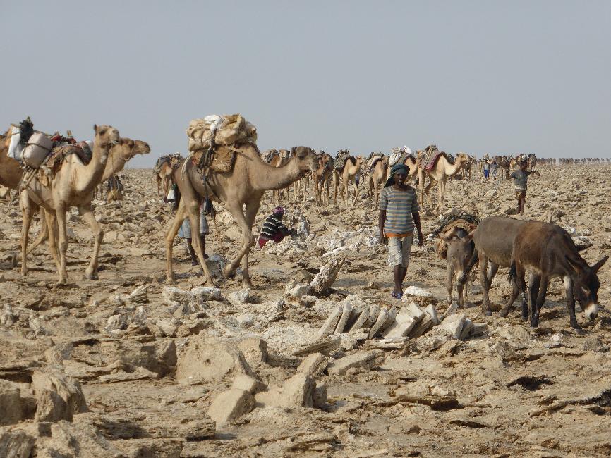 Arrivée de la caravane, sur le site d'extraction du sel