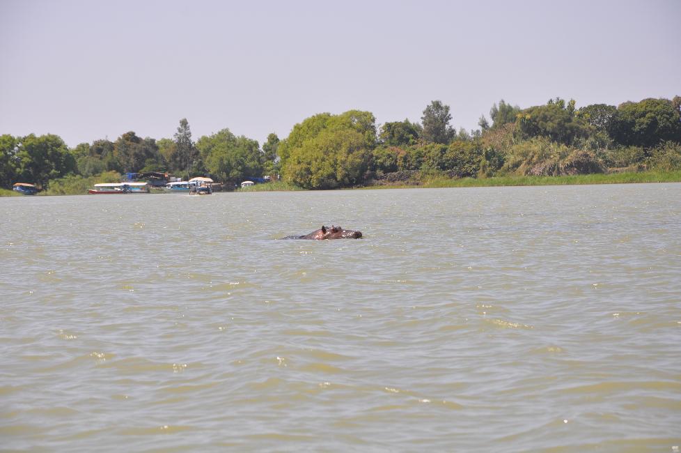 Hippopotame, sur le cours du Nil
