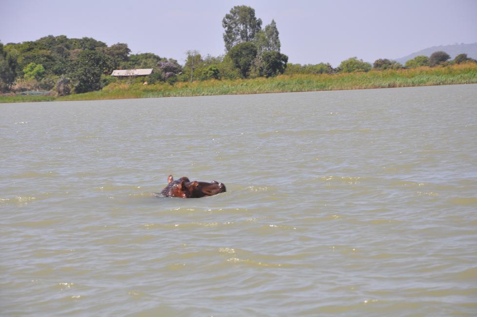 Hippopotame, sur le cours du Nil