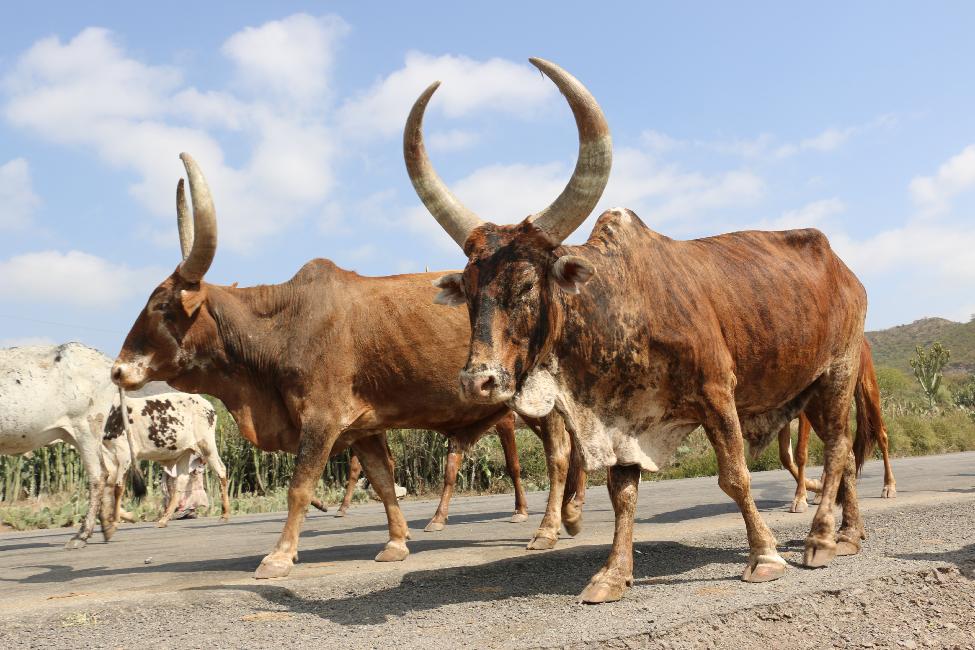 Zébus à grandes cornes... sur la route