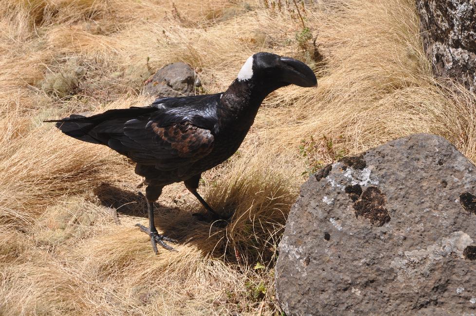Calao attendant la fin de notre pique-nique