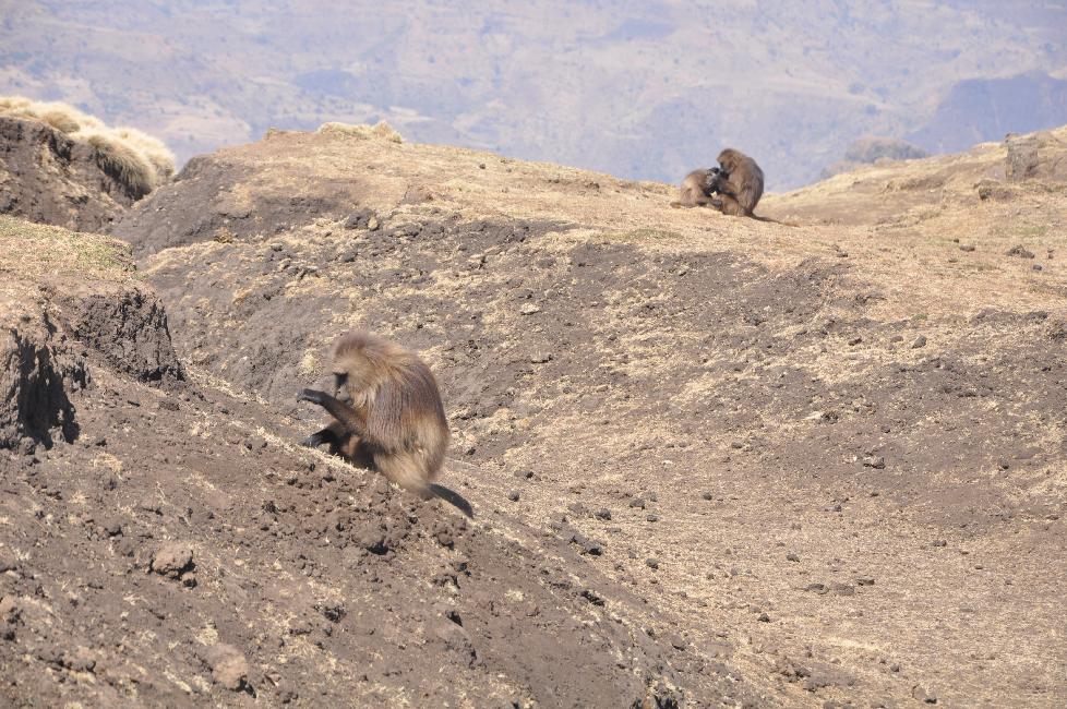 Colonie de babouins Géluda