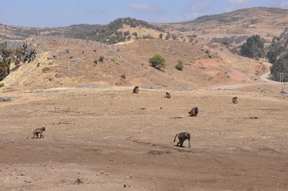 Colonie de babouins Géluda