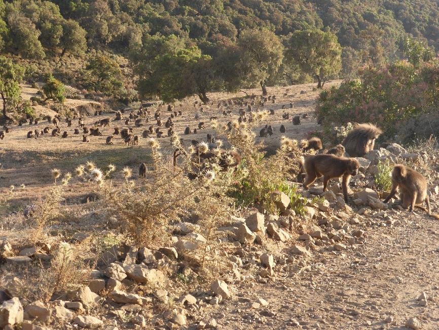 Rencontre d'une importante colonie de babouins Géluda
