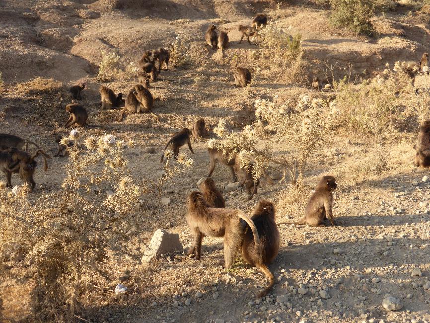 Rencontre d'une importante colonie de babouins Géluda