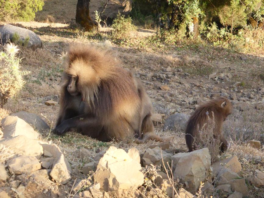 Rencontre d'une importante colonie de babouins Géluda