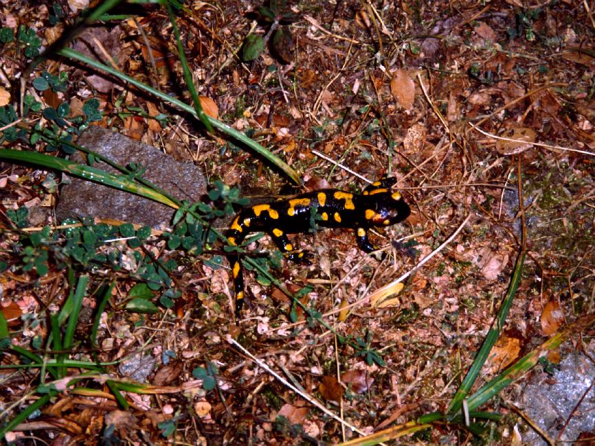 Cette salamandre est adepte des lieux humides....