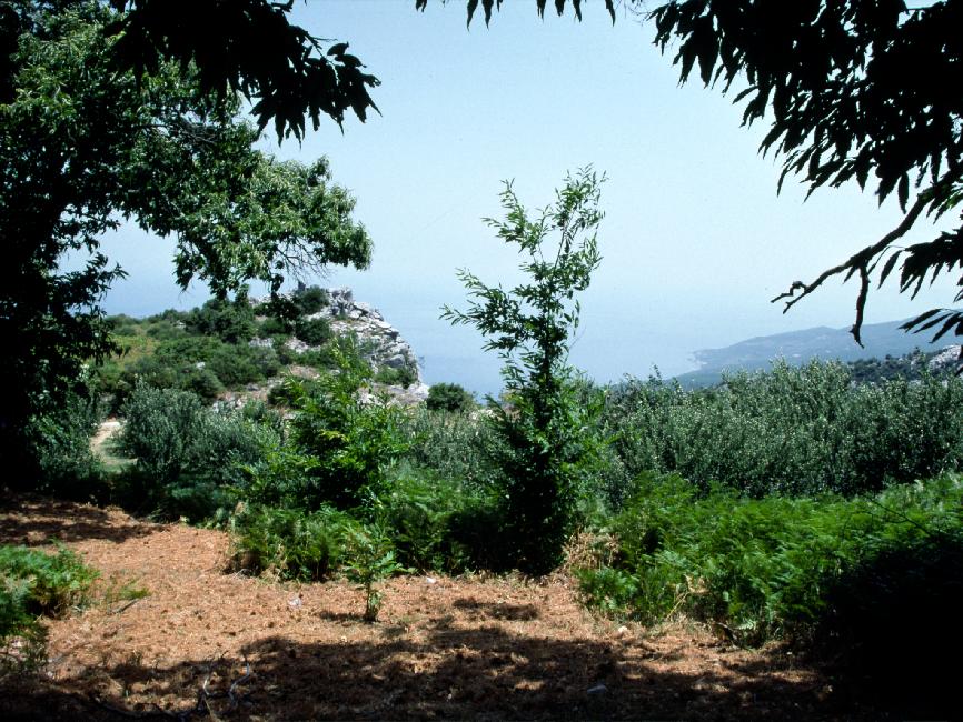 Paysage du Pelion, avant la redescente vers la mer (flanc Sud)