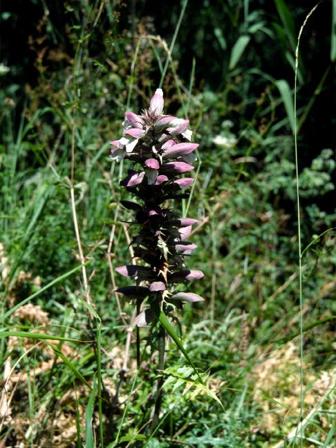 Fleur (nom à préciser)