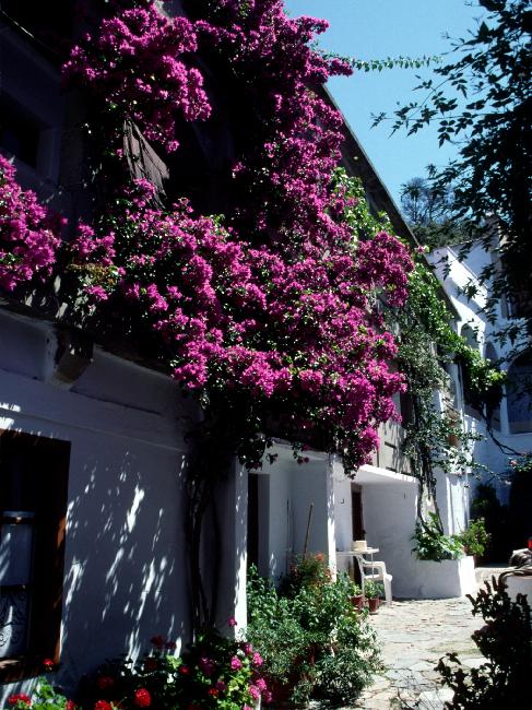 Façade fleurie d'un monastère de l'île de Skopelos ; cette petite île renferme 360 chapelles...