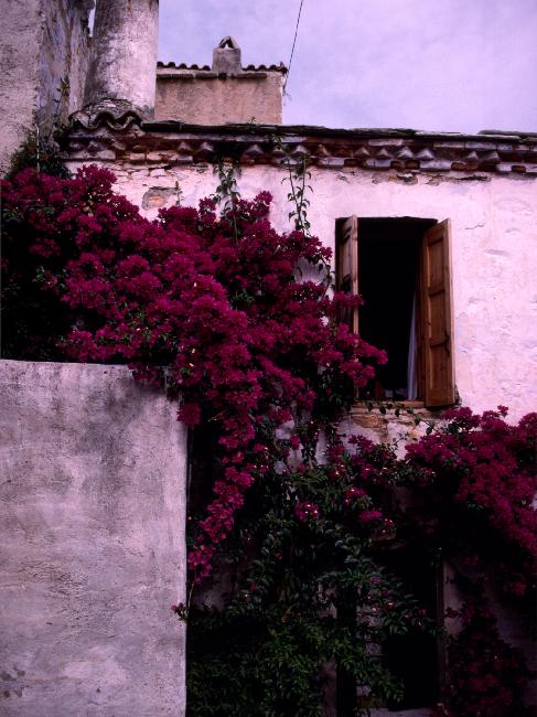 Façade fleurie, dans le vieil Alonnisos