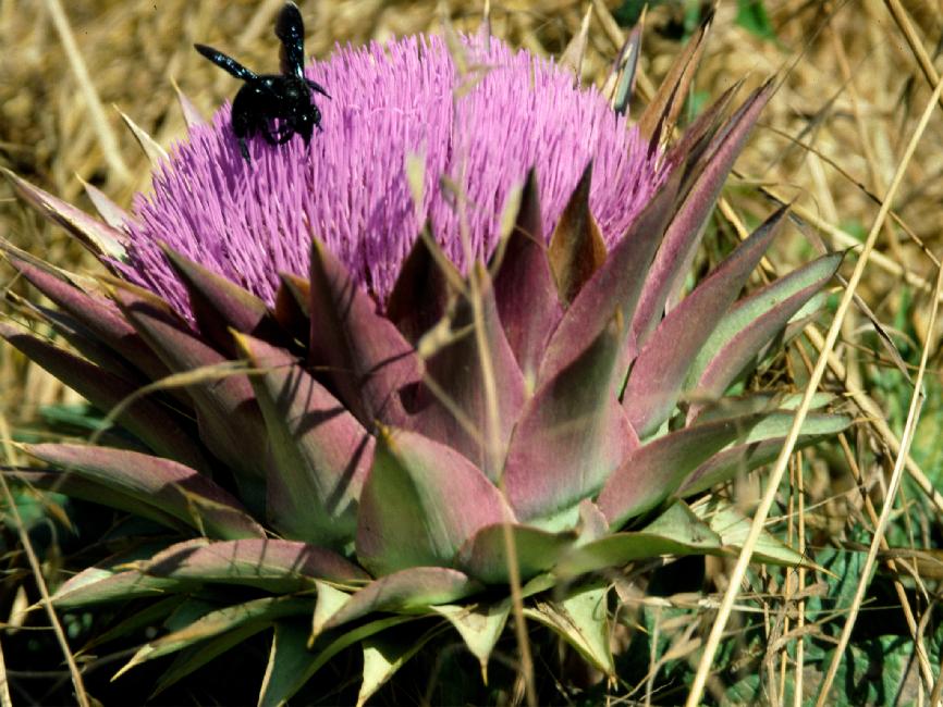 Fleur de chardon ... et son locataire