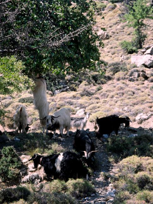 Troupeau de chèvres