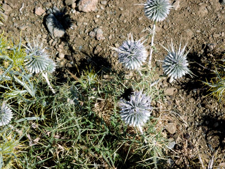 Et toujours de magnifiques chardons sur le bord du chemin