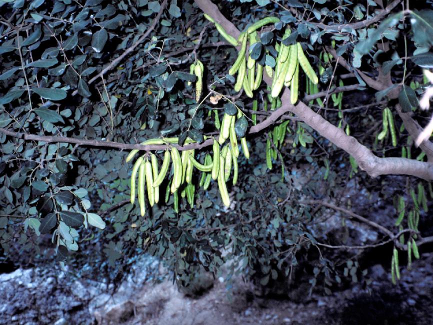 Fruits du caroubier