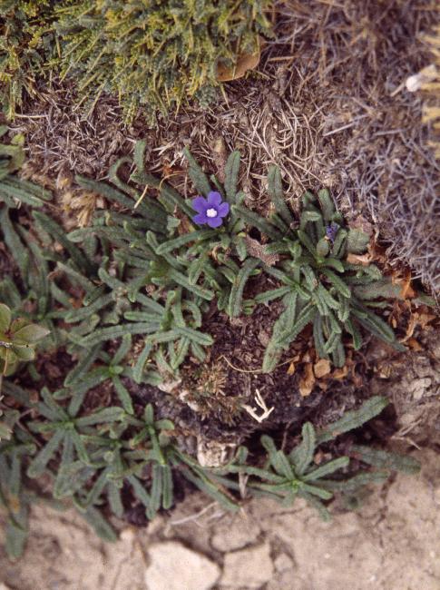 Fleurs alpines sur les flancs du Gingolos