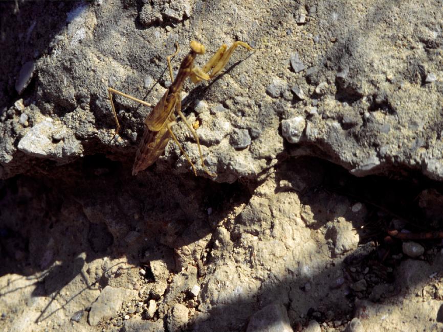 Mante religieuse, sur le site de Festos