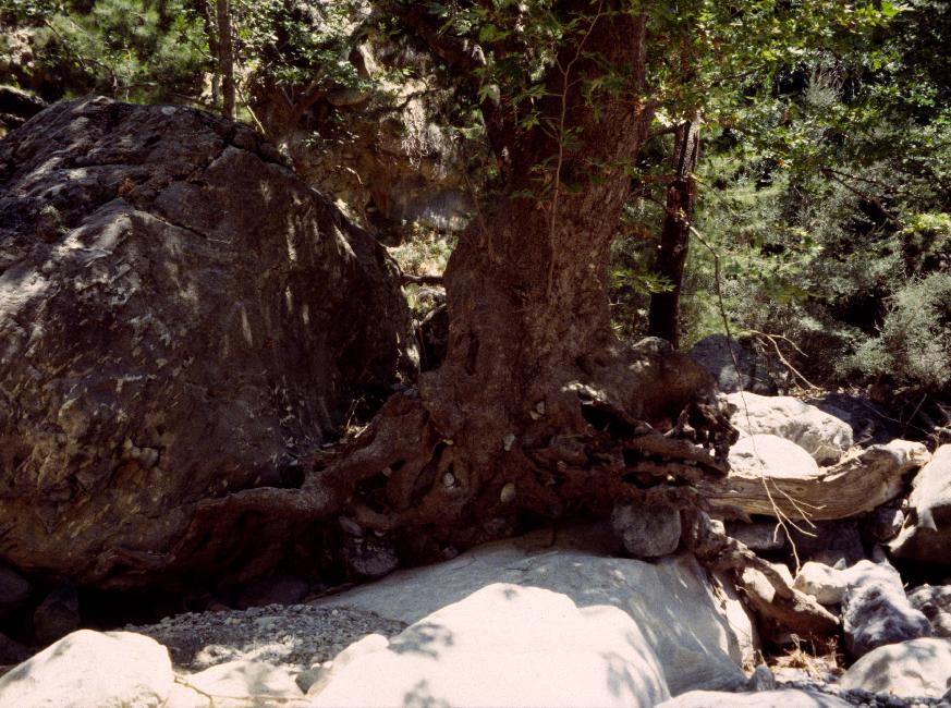 Comment un arbre a-t-il réussi à se planter là ???