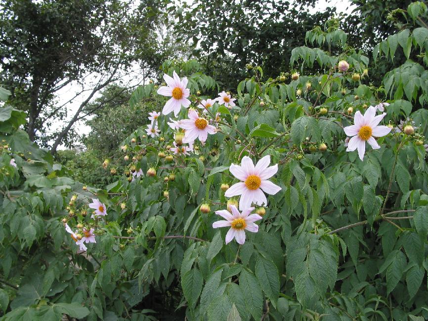 Fleurs du Guatemala