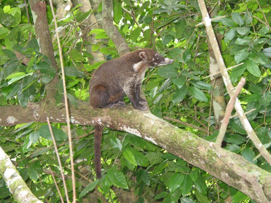 Coati