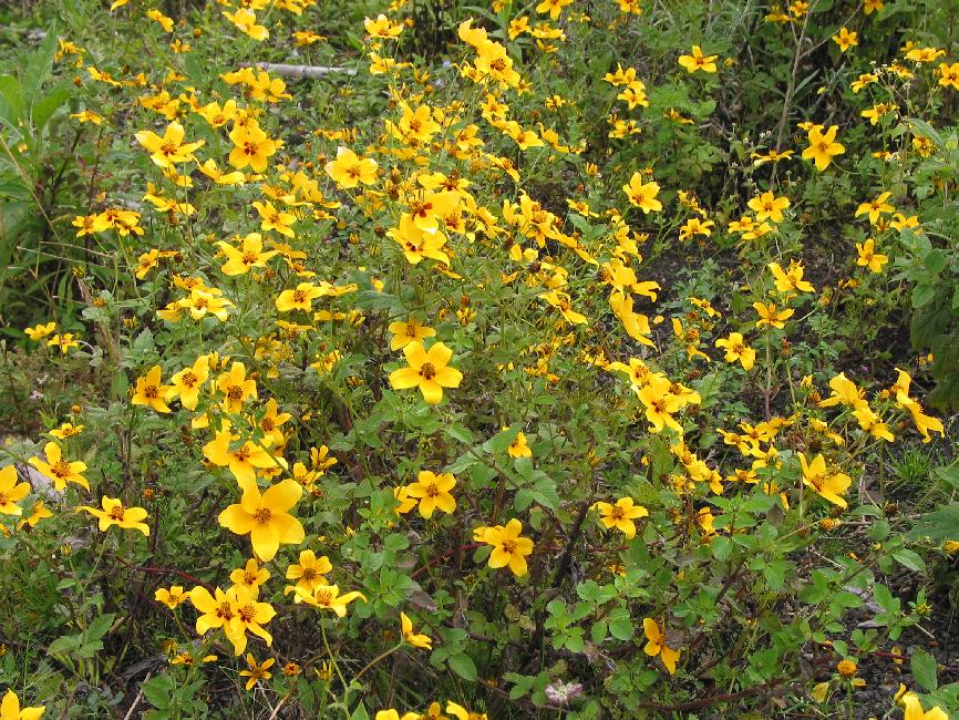 Faune et flore du Guatemala