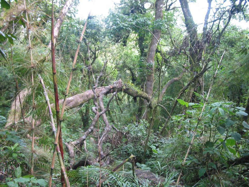 La végétation des pentes de l'Acatenango est très épaisse !